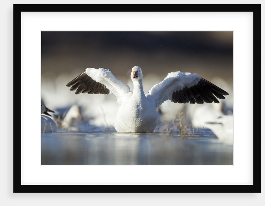 Snow Goose, Bosque del Apache National Wildlife Refuge, New Mexico by Anonymous