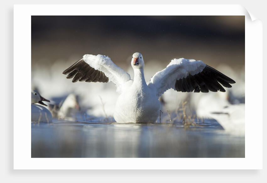 Snow Goose, Bosque del Apache National Wildlife Refuge, New Mexico by Anonymous