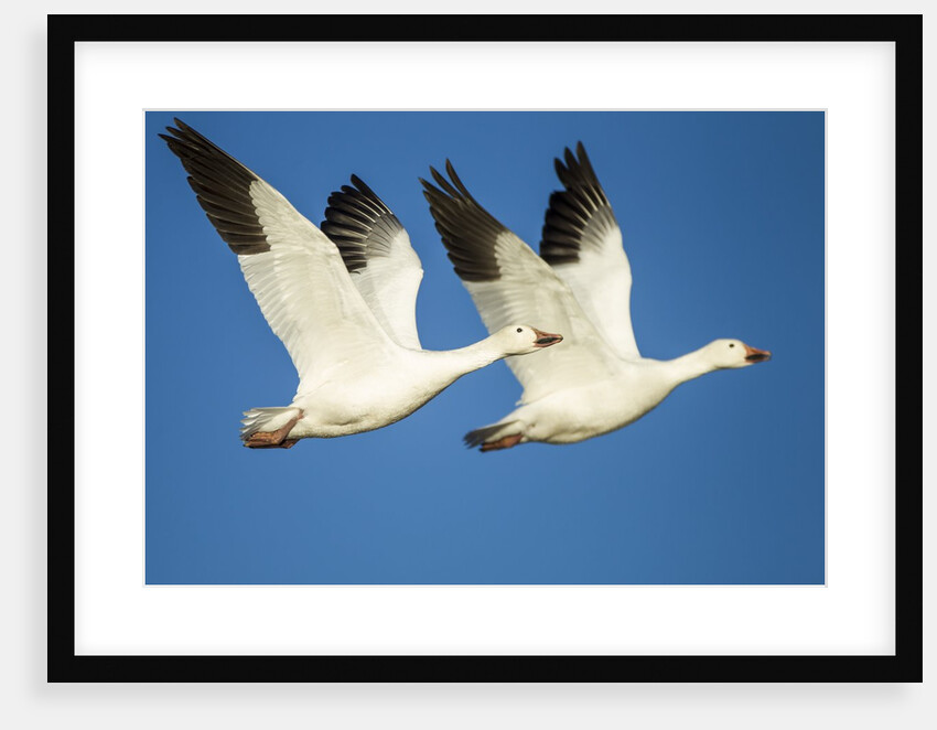 Snow Geese, Bosque del Apache National Wildlife Refuge, New Mexico by Anonymous