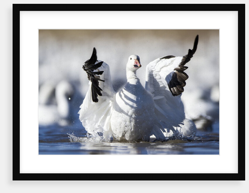 Snow Goose, Bosque del Apache National Wildlife Refuge, New Mexico by Anonymous