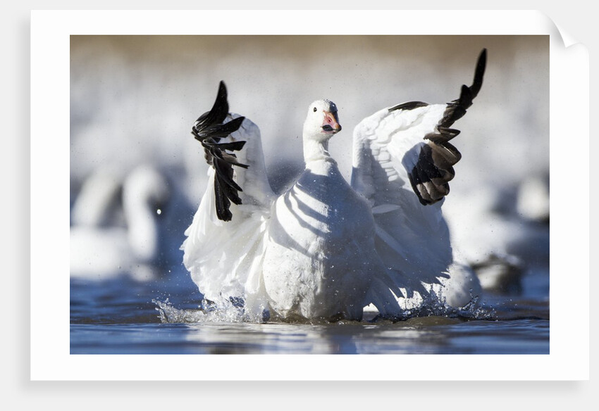Snow Goose, Bosque del Apache National Wildlife Refuge, New Mexico by Anonymous
