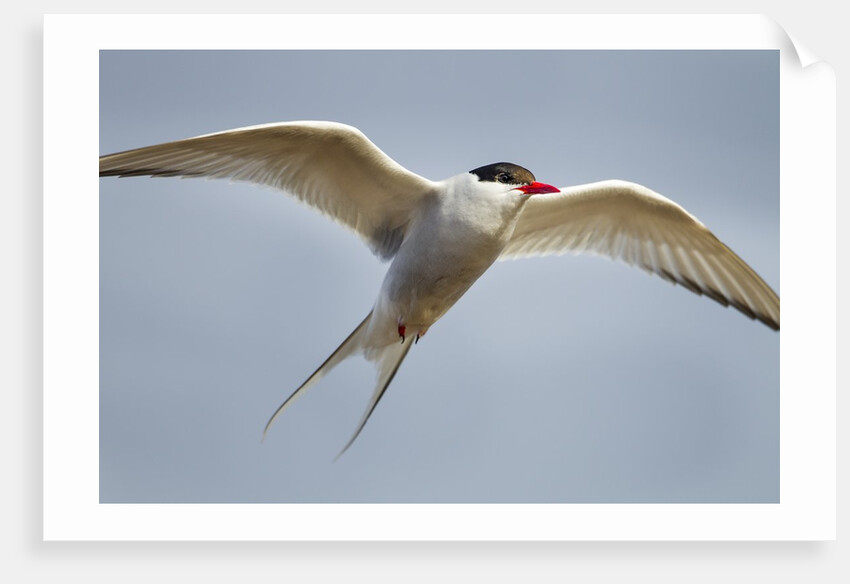 Arctic Tern in Flight, Hudson Bay, Canada by Anonymous