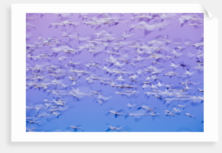 Snow Geese, Bosque del Apache, New Mexico by Anonymous