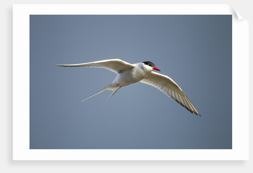 Arctic Tern in Flight, Hudson Bay, Canada by Anonymous