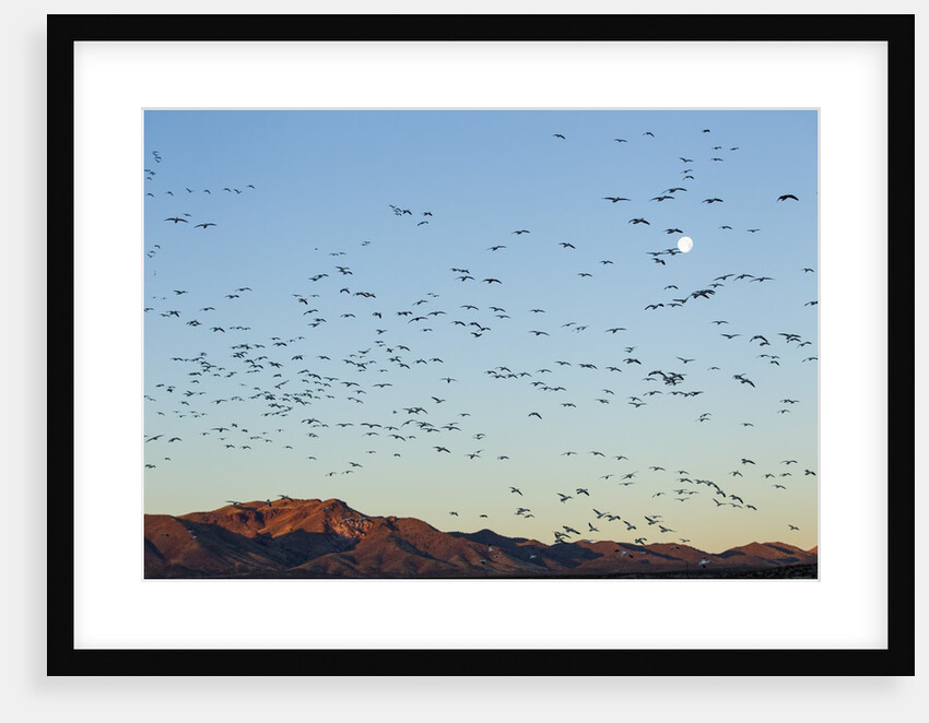 Snow Geese, Bosque del Apache, New Mexico by Anonymous