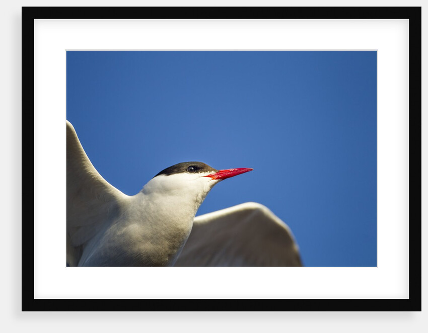 Arctic Tern, Hudson Bay, Canada by Anonymous
