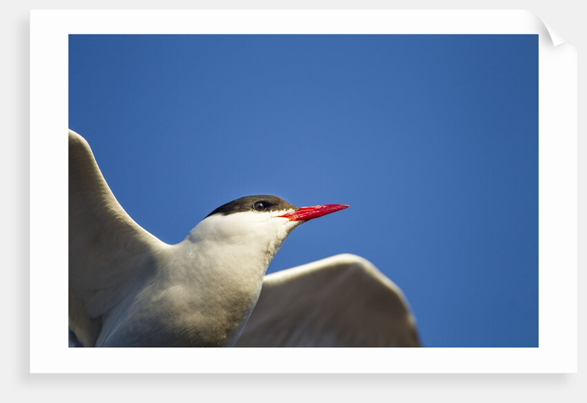 Arctic Tern, Hudson Bay, Canada by Anonymous