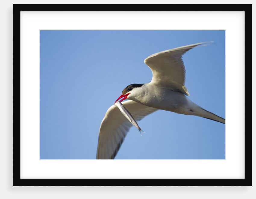 Arctic Tern, Hudson Bay, Canada by Anonymous