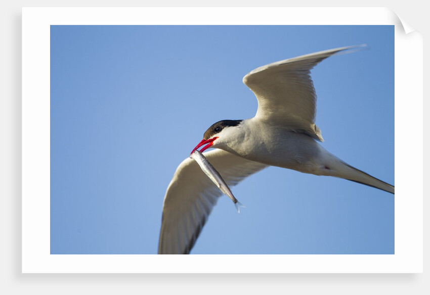Arctic Tern, Hudson Bay, Canada by Anonymous