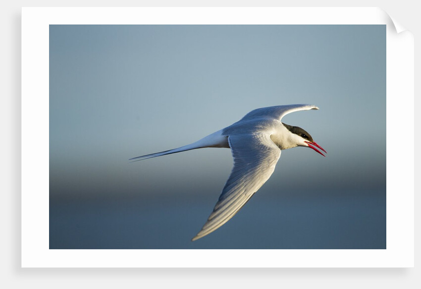 Arctic Tern, Hudson Bay, Canada by Anonymous