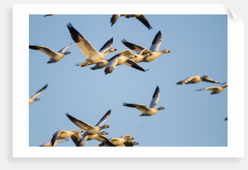 Snow Geese, Bosque del Apache, New Mexico by Anonymous