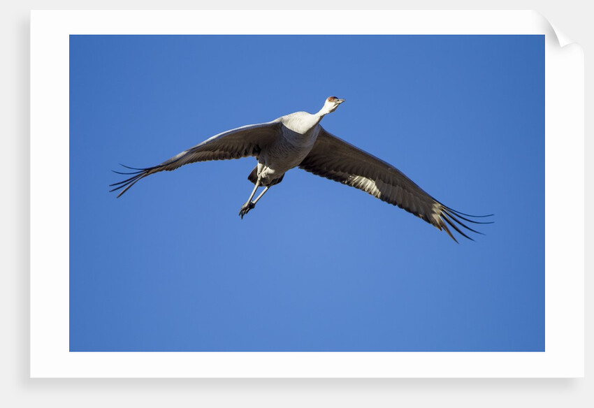Sandhill Cranes in Flight, Bosque del Apache, New Mexico by Anonymous