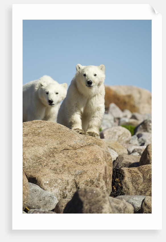 Polar Bear Cubs, Hudson Bay, Manitoba, Canada by Anonymous