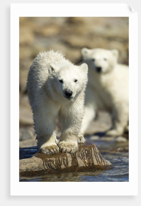 Polar Bear Cubs, Hudson Bay, Manitoba, Canada by Anonymous