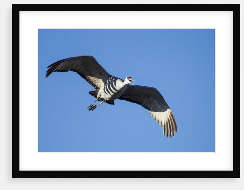 Sandhill Crane in Flight, Bosque del Apache, New Mexico by Anonymous