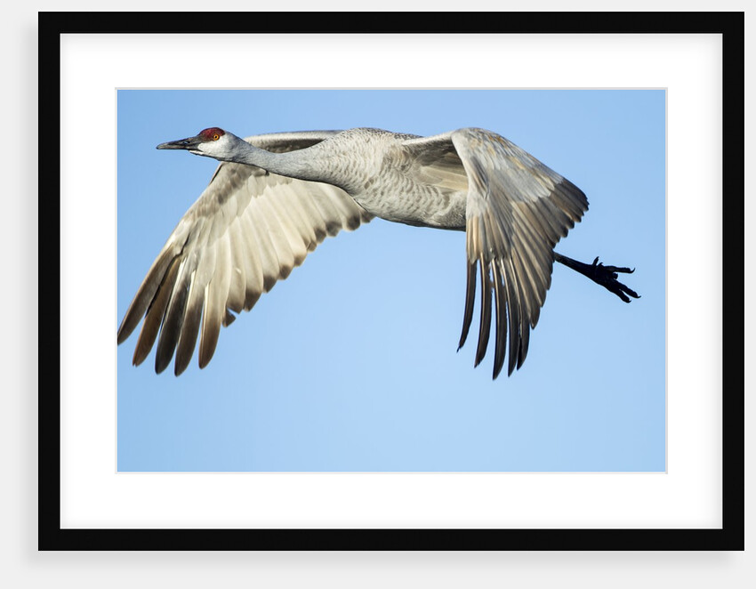 Sandhill Crane in Flight, Bosque del Apache, New Mexico by Anonymous