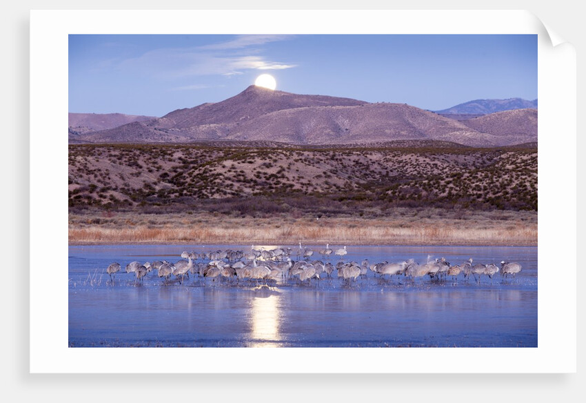 Sandhill Cranes and Full Moon, Bosque del Apache, New Mexico by Anonymous