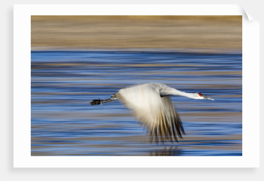 Sandhill Crane in Flight, Bosque del Apache, New Mexico by Anonymous