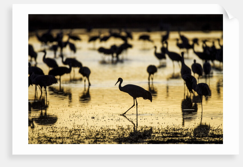 Sandhill Cranes, Bosque del Apache, New Mexico by Anonymous