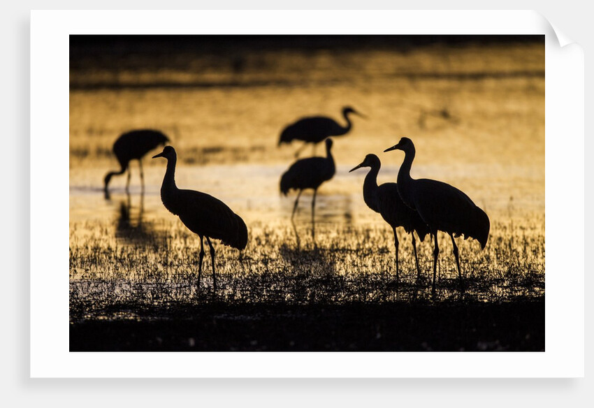 Sandhill Cranes, Bosque del Apache, New Mexico by Anonymous