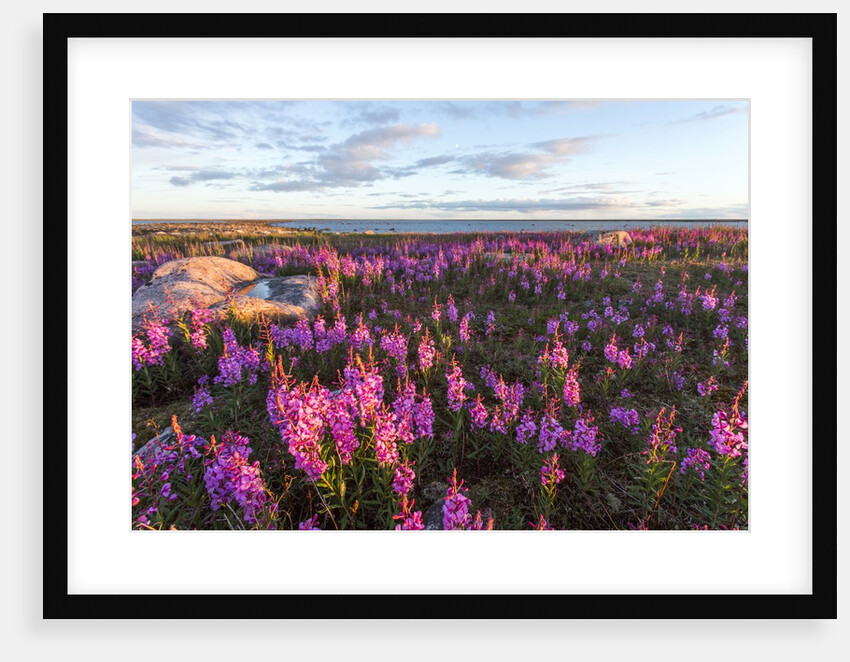 Fireweed, Hudson Bay, Canada by Anonymous