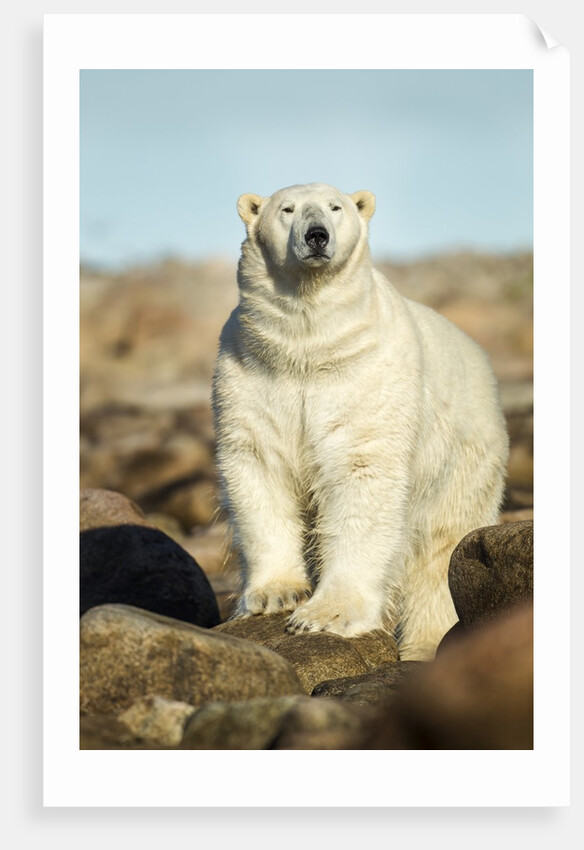 Polar Bear, Hudson Bay, Manitoba, Canada by Anonymous