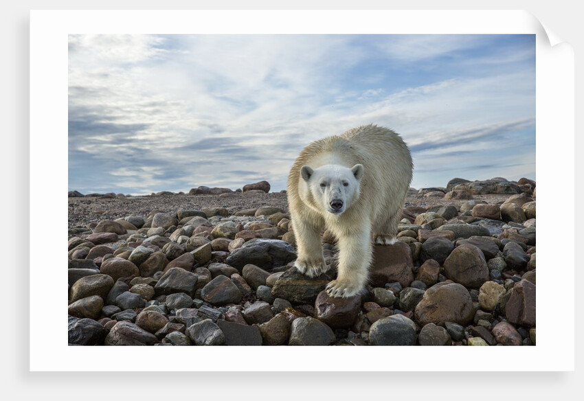 Polar Bear, Hudson Bay, Nunavut, Canada by Anonymous
