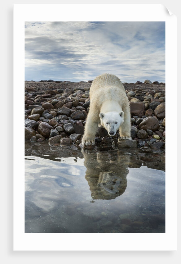 Polar Bear, Hudson Bay, Nunavut, Canada by Anonymous