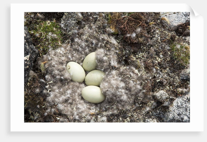 Eider Duck Nest, Nunavut, Canada by Anonymous