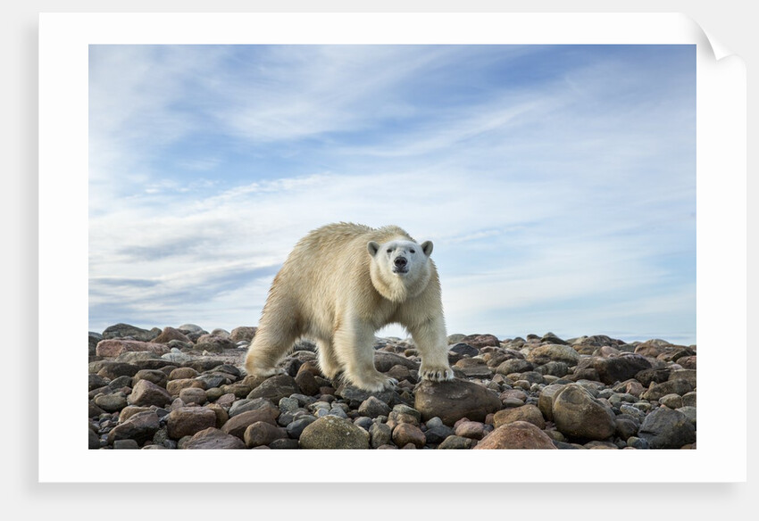 Polar Bear, Hudson Bay, Nunavut, Canada by Anonymous
