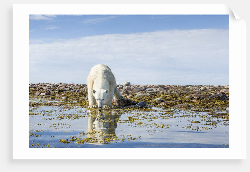 Polar Bear, Hudson Bay, Nunavut, Canada by Anonymous