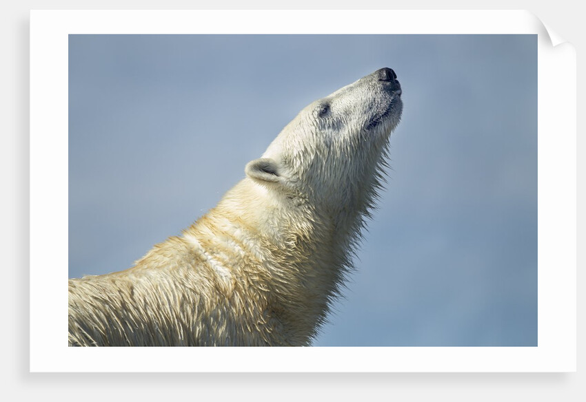 Polar Bear, Hudson Bay, Nunavut, Canada by Anonymous