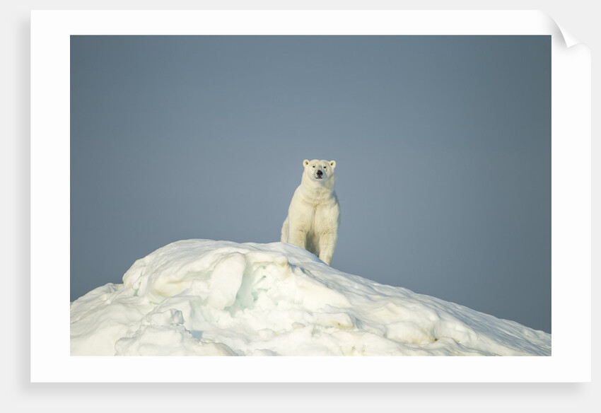 Polar Bear on Iceberg, Hudson Bay, Nunavut, Canada by Anonymous