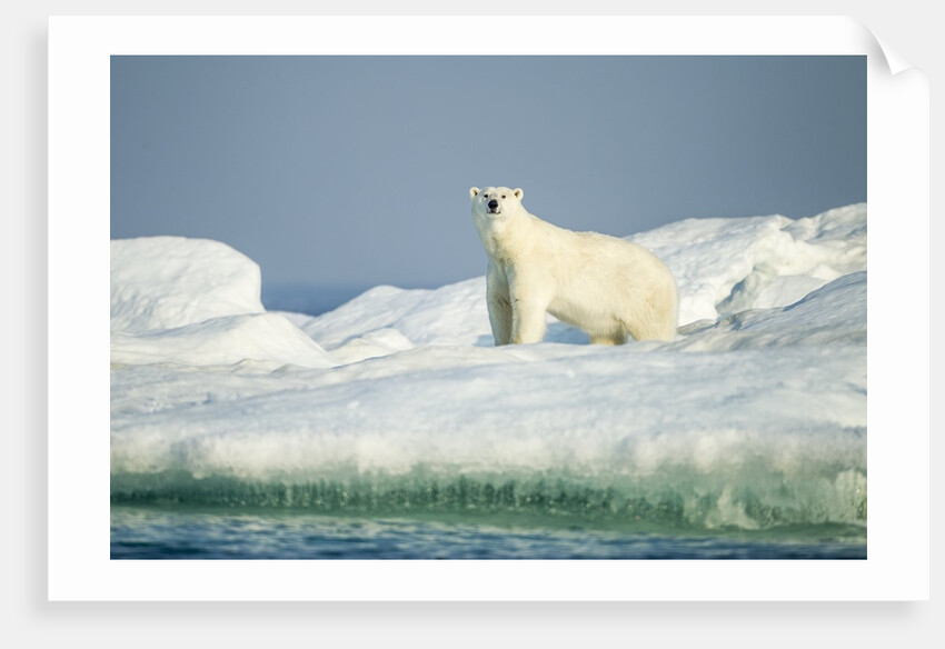 Polar Bear on Iceberg, Hudson Bay, Nunavut, Canada by Anonymous