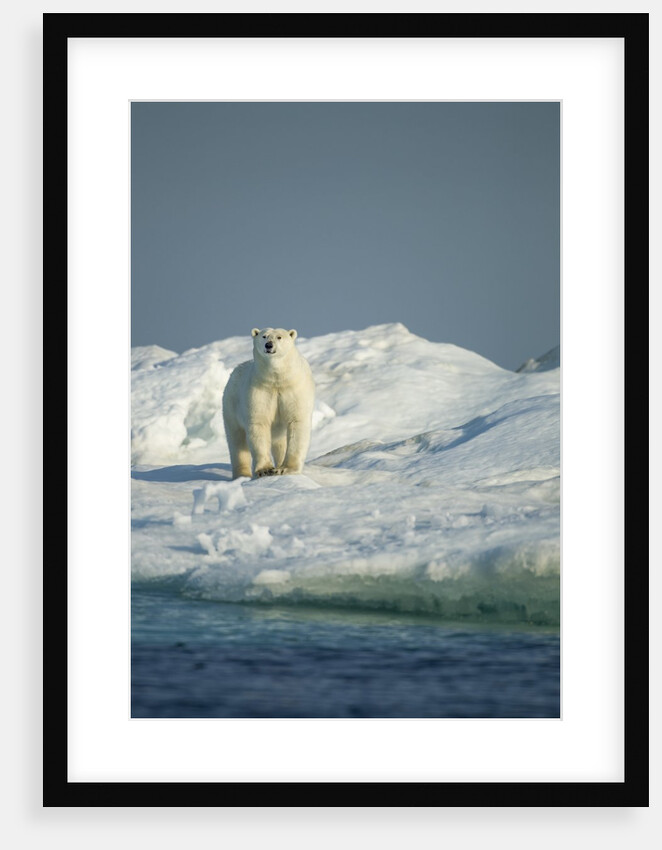 Polar Bear on Iceberg, Hudson Bay, Nunavut, Canada by Anonymous