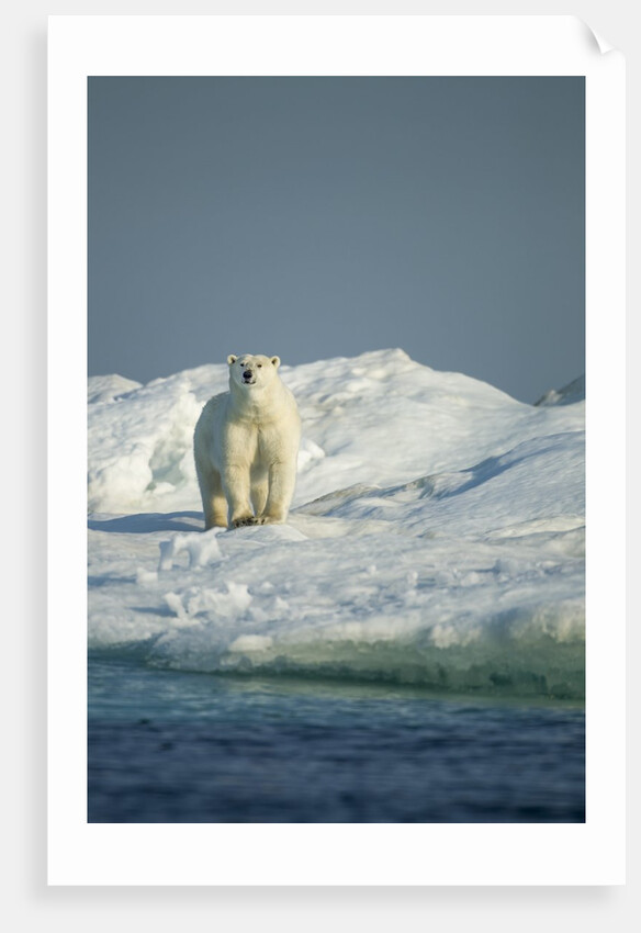Polar Bear on Iceberg, Hudson Bay, Nunavut, Canada by Anonymous