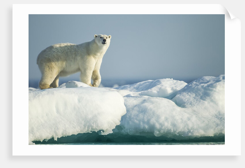 Polar Bear on Iceberg, Hudson Bay, Nunavut, Canada by Anonymous
