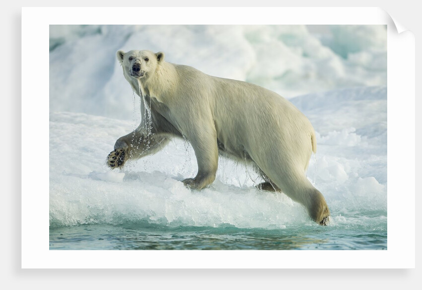 Polar Bear on Iceberg, Hudson Bay, Nunavut, Canada by Anonymous