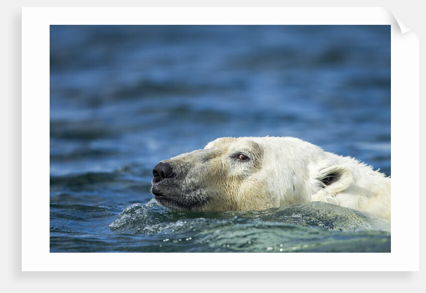 Swimming Polar Bear, Hudson Bay, Nunavut, Canada by Anonymous