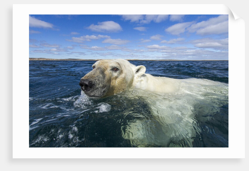 Swimming Polar Bear, Hudson Bay, Nunavut, Canada by Anonymous