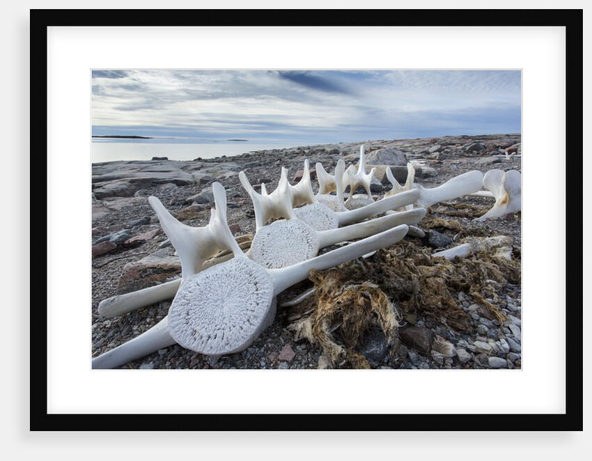 Whale Bones, Nunavut, Canada by Anonymous