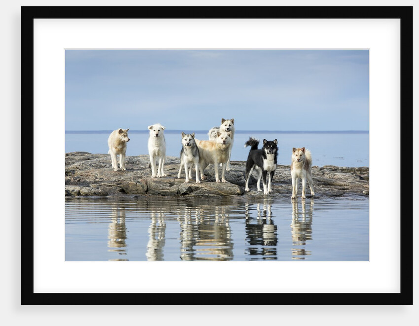 Sled Dogs, Nunavut, Canada by Anonymous