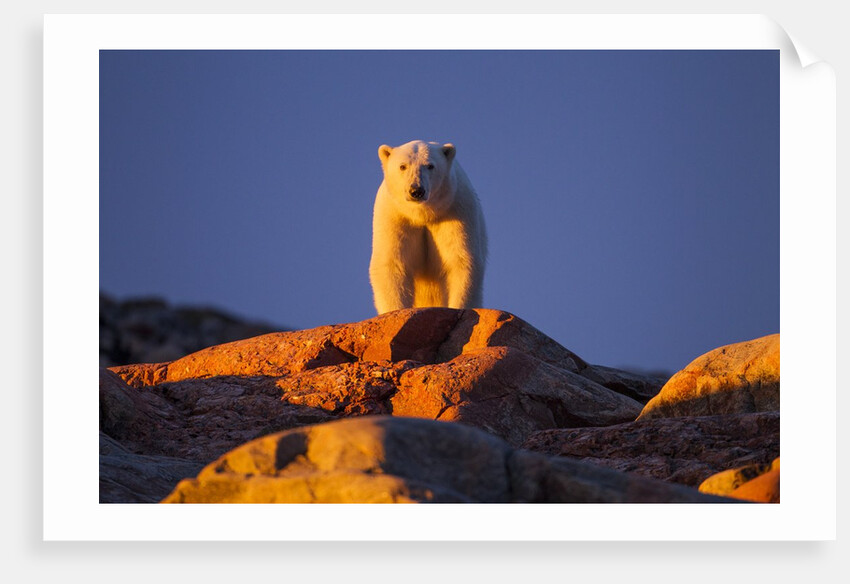 Polar Bear, Hudson Bay, Nunavut, Canada by Anonymous