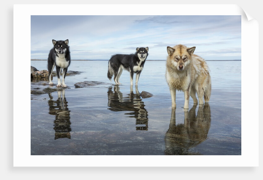 Sled Dogs, Nunavut, Canada by Anonymous