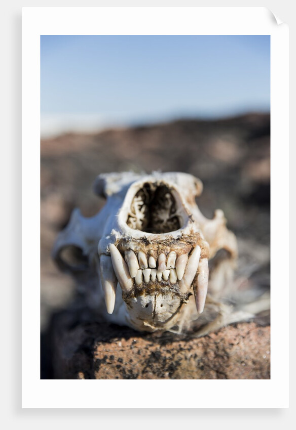 Polar Bear Skull, Hudson Bay, Nunavut, Canada by Anonymous