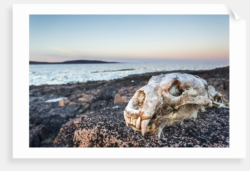 Polar Bear Skull, Hudson Bay, Nunavut, Canada by Anonymous