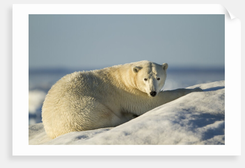 Polar Bear on Iceberg, Hudson Bay, Nunavut, Canada by Anonymous
