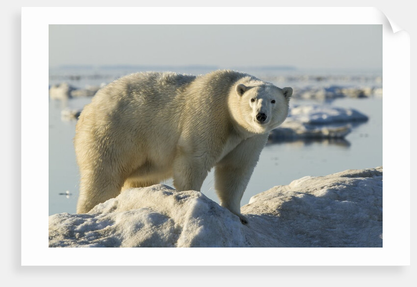 Polar Bear on Iceberg, Hudson Bay, Nunavut, Canada by Anonymous