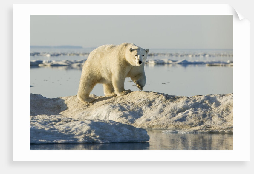 Polar Bear on Iceberg, Hudson Bay, Nunavut, Canada by Anonymous