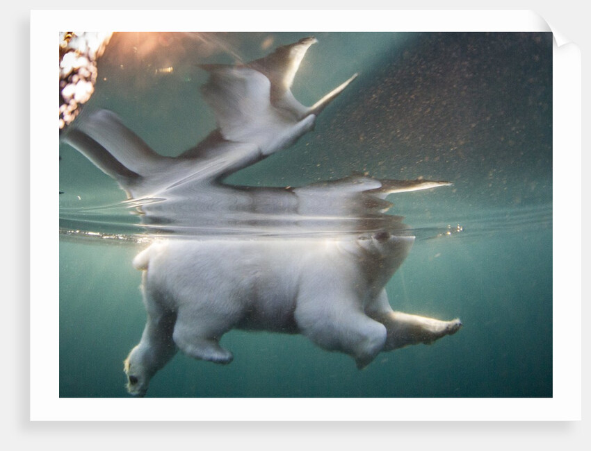 Underwater Polar Bear, Hudson Bay, Nunavut, Canada by Anonymous